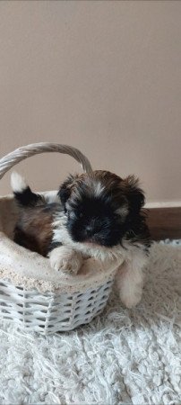 Shih -tzu
