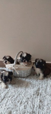 Shih -tzu