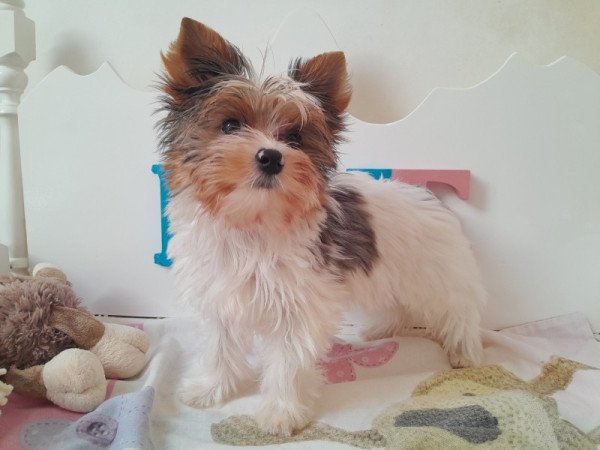 Yorkshire terrier