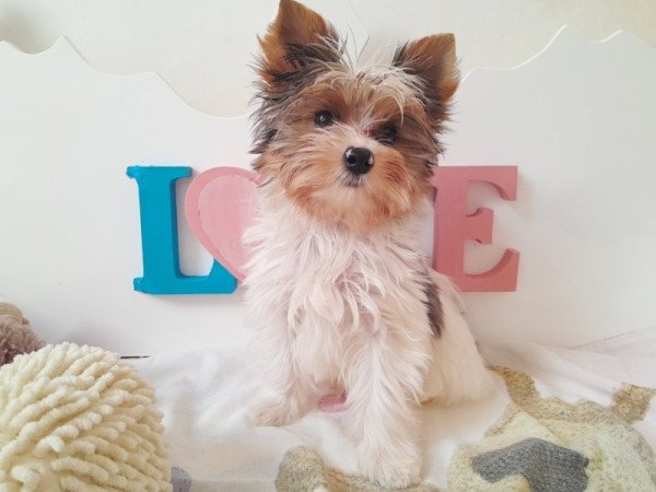 Yorkshire terrier