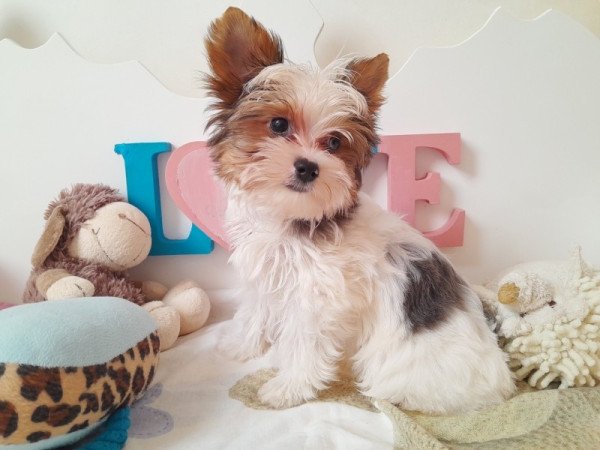 Yorkshire terrier