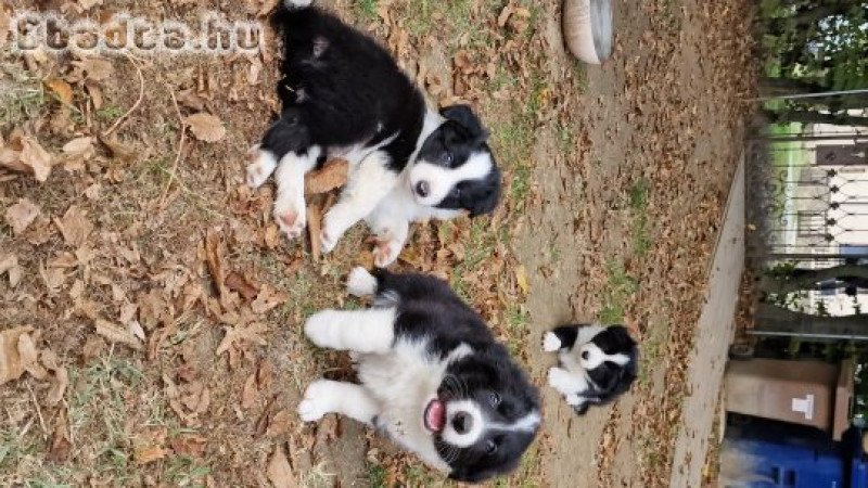 Border collie