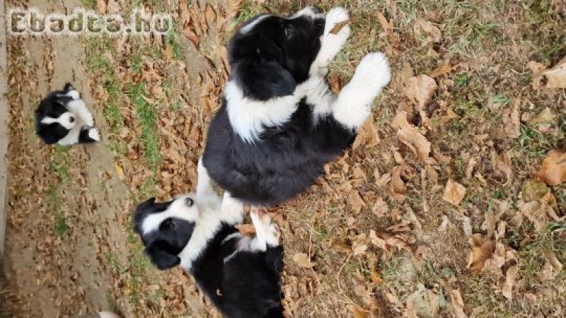 Border collie