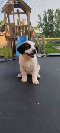 Moszkvai őrkutya kölyök lány