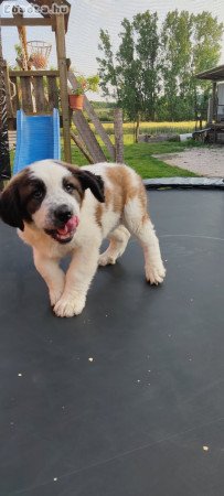 Moszkvai őrkutya kölyök lány