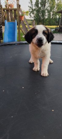 Moszkvai őrkutya kölyök lány