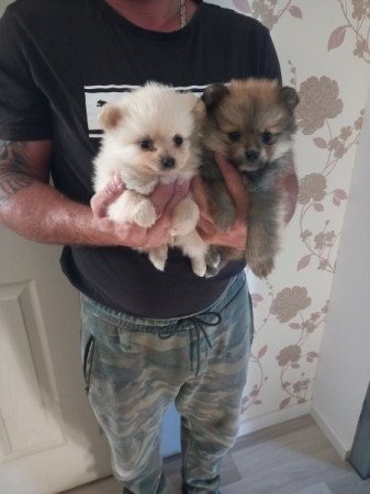 pomerániai törpe spitz