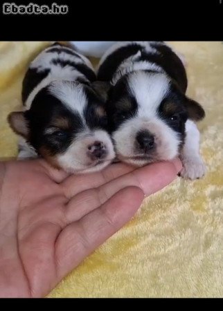 Yorki yorkshire terrier biewer