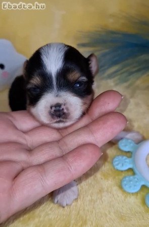 Yorki yorkshire terrier biewer