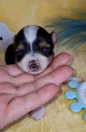 Yorkshire terrier és Biewer