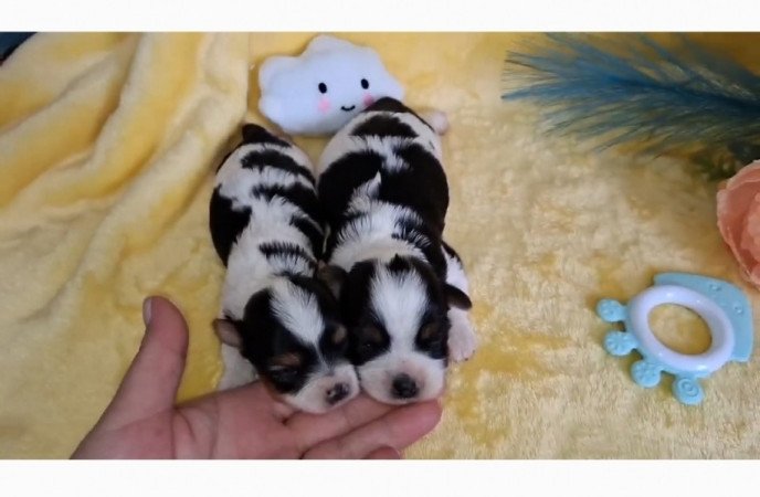 Yorkshire terrier és Biewer