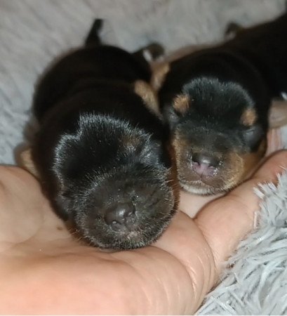 Yorkshire terrier és Biewer