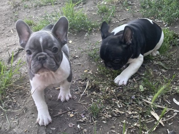 Francia bulldog