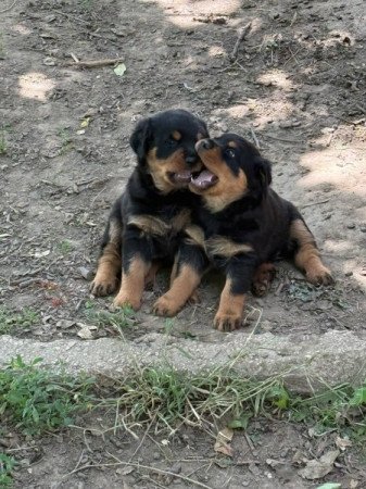 Rottweiler