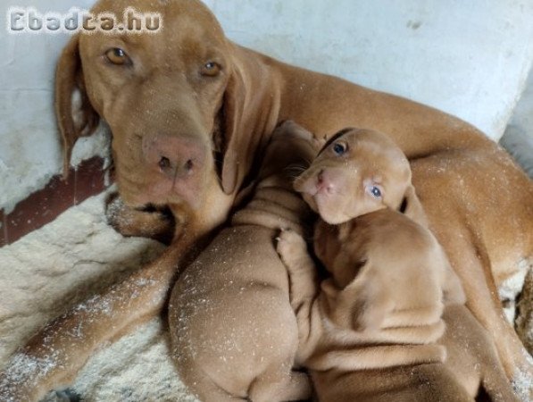 Magyar Vizsla Kölykök