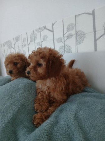 Vörös törpe uszkár