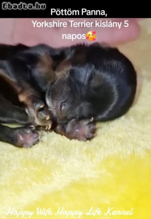 Yorki yorkshire terrier