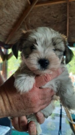 Bishon havanese