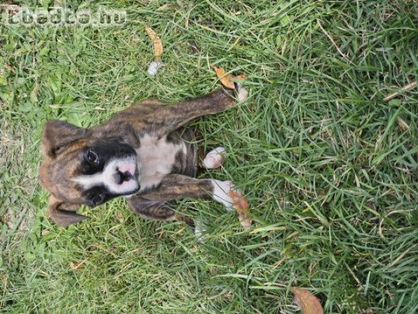 Boxer kutyusok gazdisodnának