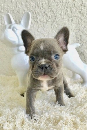 Francia bulldog