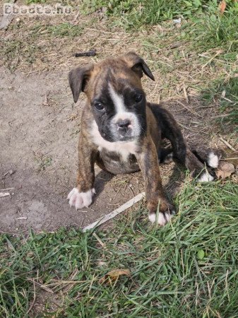 Boxer kutyusok gazdisodnának