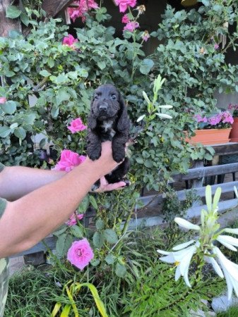 Angol cocker spániel