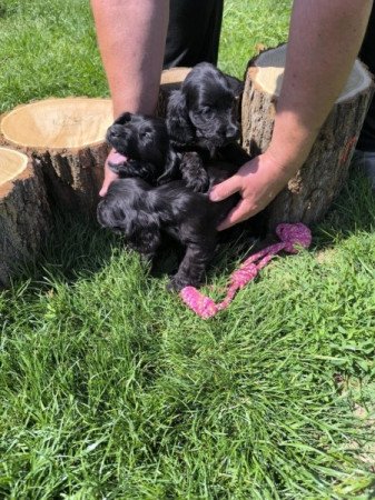 Angol cocker spániel