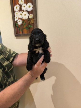 Angol cocker spániel