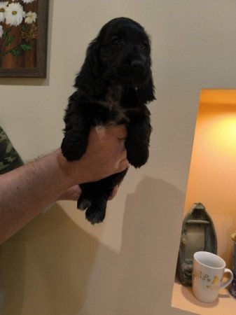 Angol cocker spániel