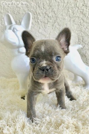 Francia bulldog kölykök