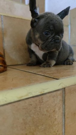 francia bulldog