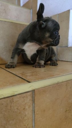 francia bulldog