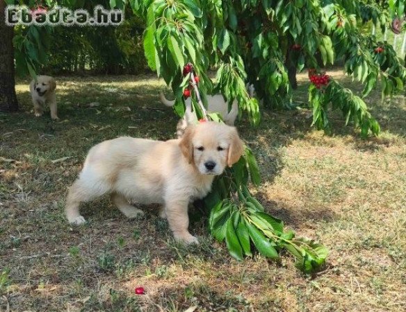 Golden retriever kiskutyák eladóak