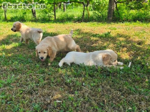 Golden retriever kiskutyák eladóak