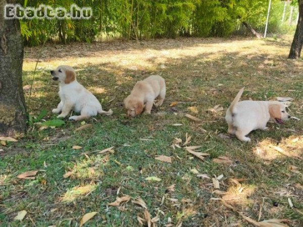 Golden retriever kiskutyák eladóak