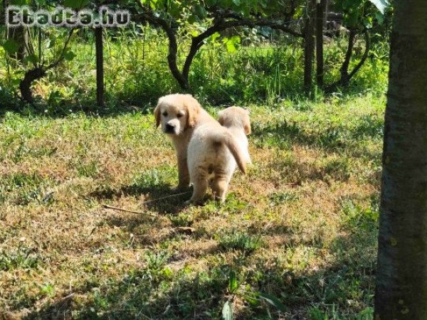 Golden retriever kiskutyák eladóak