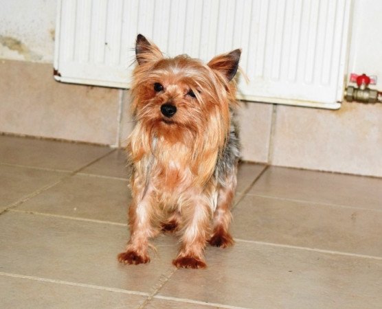 Yorkshire terrier