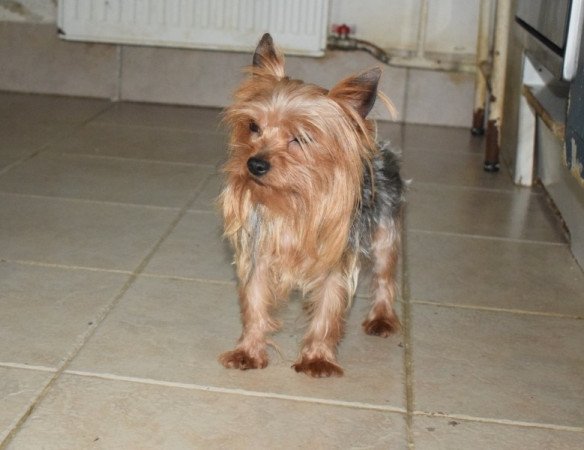 Yorkshire terrier