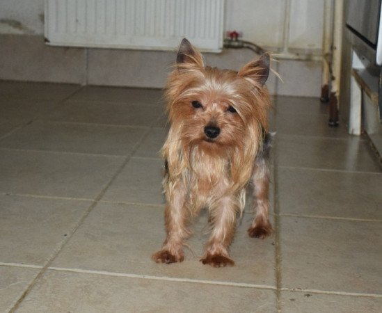Yorkshire terrier