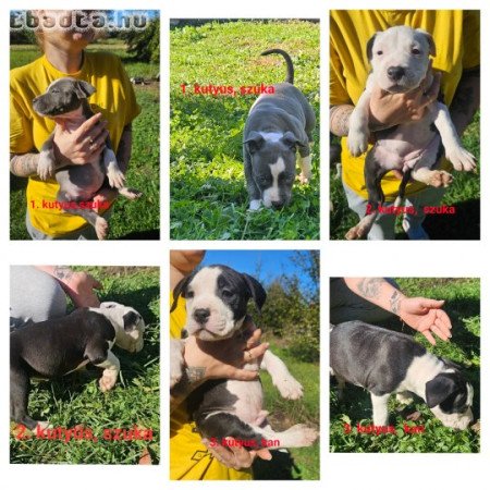 Amerikai staffordshire terrier (Amstaff) eladó