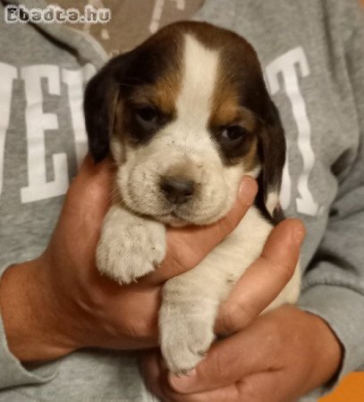 Tricolor Beagle kólykök