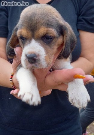 Tricolor Beagle kólykök