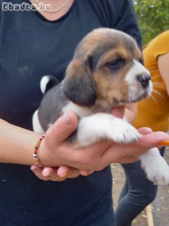 Tricolor Beagle kólykök