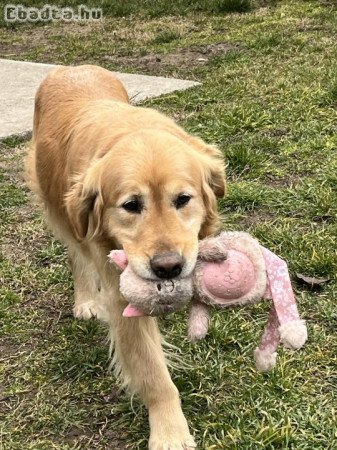 Golden retriever jellegű kiskutyák