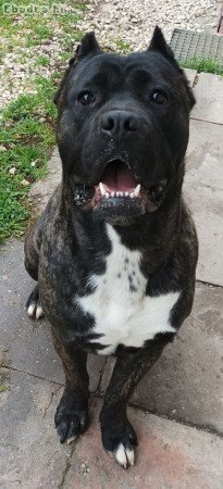 Fedeztetésre kínálom Cane Cane corso kan kutyámat