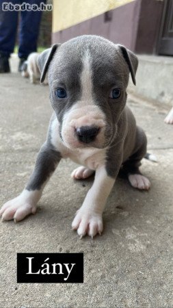 Amerikai staffordshire terrier