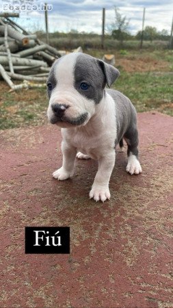 Amerikai staffordshire terrier