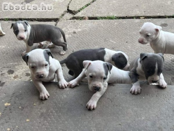 Amerikai staffordshire terrier