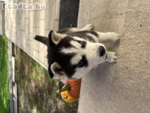 Husky kölyök