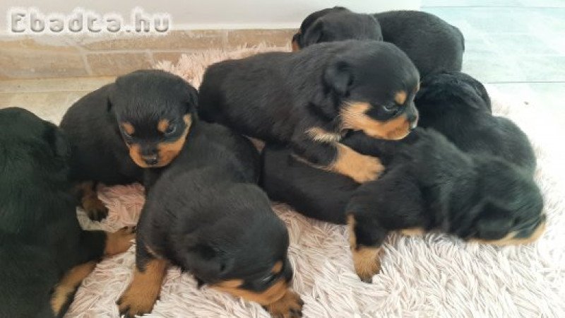 Rottweiler kiskutyák